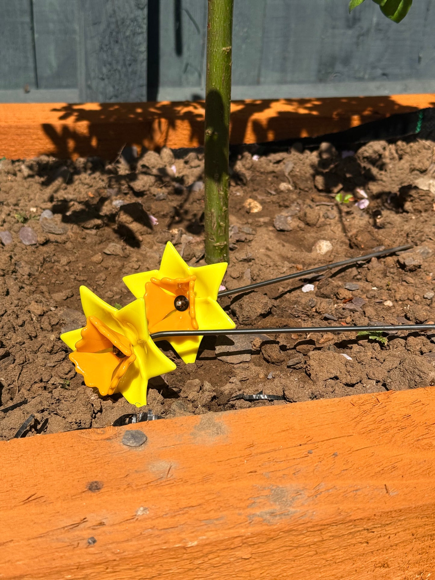 Fused Glass Daffodil Suncatcher