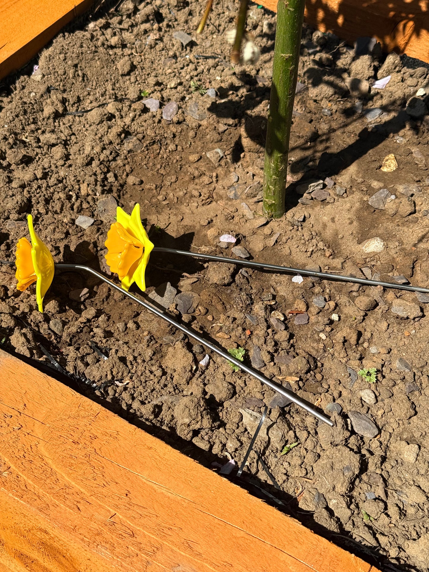 Fused Glass Daffodil Suncatcher